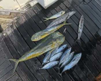 Mahi-mahi and tuna catch on the dock in Cancún