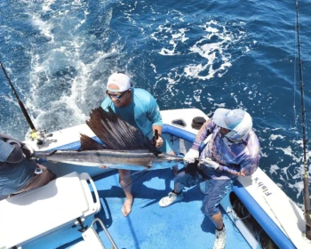 Sailfish caught on Fish’s in Cancún, 2026